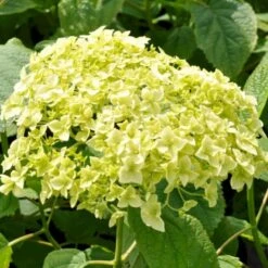 Træagtig Hortensia 'Annabelle' Hydrangea Arborescens 'Annabelle' Potte 2,0 Liter,- 30-40 Cm. -Osmo Salgsbutik p1092 47353 hydrangea arborescens annabelle 31d0