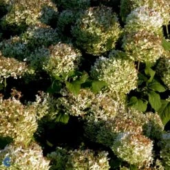 Træagtig Hortensia 'Annabelle' Hydrangea Arborescens 'Annabelle' Potte 2,0 Liter,- 30-40 Cm. -Osmo Salgsbutik p1092 47354 hydrangea arborescens annabelle db42