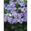 Hortensia 'Blaumeise' Hydrangea Macrophylla 'Blaumeise' 2,5 Liter -Osmo Salgsbutik p1095 883 hydrangea macrophylla blaumeise 6b4a