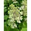 Syrén-Hortensia 'Kyushu' Hydrangea Paniculata 'Kyushu' Potte 2,0 Liter,- 30-40 Cm. 2 Syrén-Hortensia 'Kyushu' Hydrangea Paniculata 'Kyushu' Potte 2,0 Liter,- 30-40 Cm. -Osmo Salgsbutik p1103 36103 hydrangea paniculata kyushu 7723
