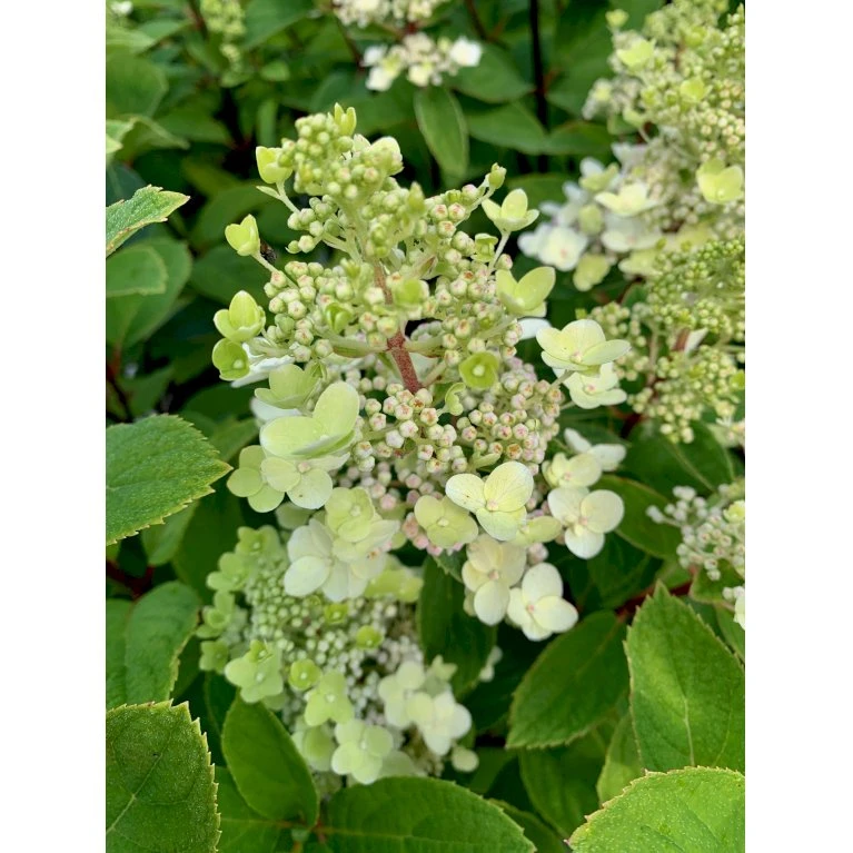 Syrén-Hortensia 'Kyushu' Hydrangea Paniculata 'Kyushu' Potte 2,0 Liter,- 30-40 Cm. 3 Syrén-Hortensia 'Kyushu' Hydrangea Paniculata 'Kyushu' Potte 2,0 Liter,- 30-40 Cm.