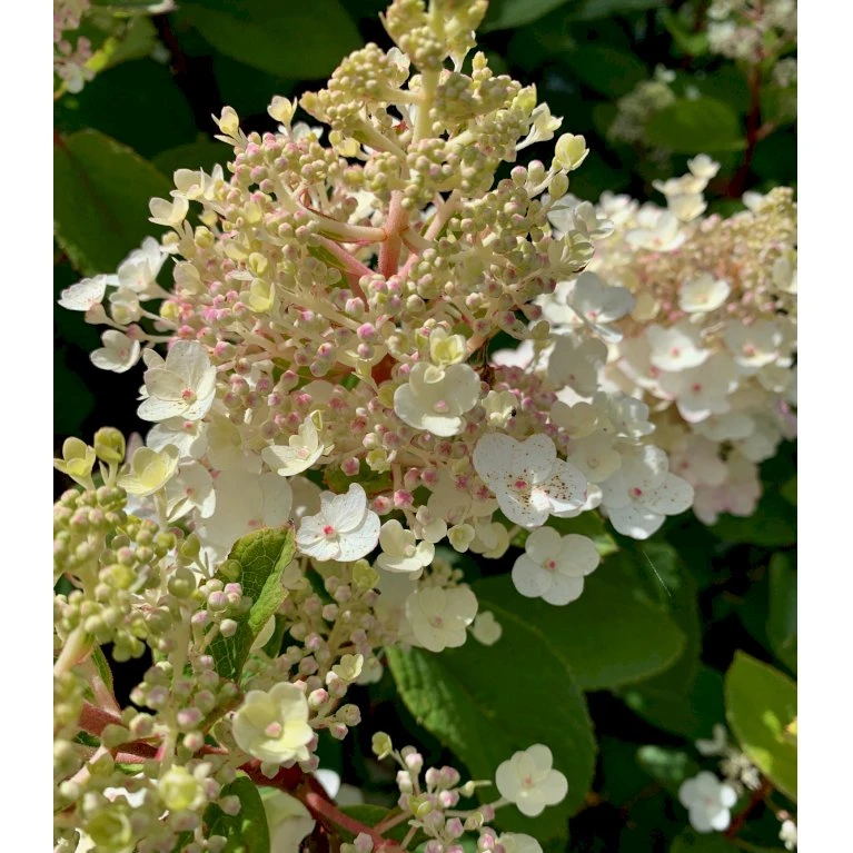 Syrén-Hortensia 'Kyushu' Hydrangea Paniculata 'Kyushu' Potte 2,0 Liter,- 30-40 Cm. 6 Syrén-Hortensia 'Kyushu' Hydrangea Paniculata 'Kyushu' Potte 2,0 Liter,- 30-40 Cm. - Billede 4