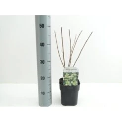 Syrén-Hortensia 'Kyushu' Hydrangea Paniculata 'Kyushu' Potte 2,0 Liter,- 30-40 Cm. 14 Syrén-Hortensia 'Kyushu' Hydrangea Paniculata 'Kyushu' Potte 2,0 Liter,- 30-40 Cm. -Osmo Salgsbutik p1103 38446 image 1c97