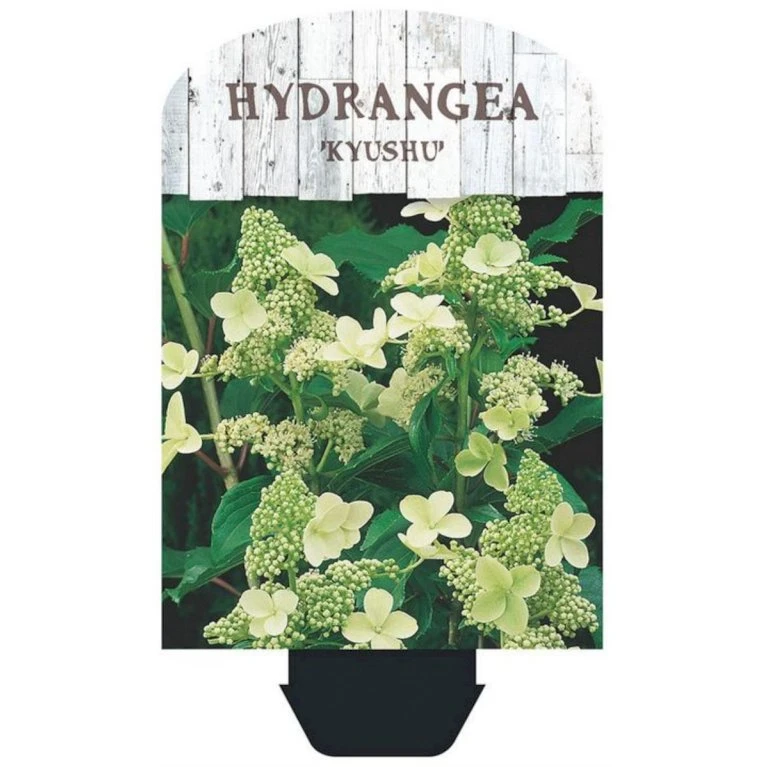 Syrén-Hortensia 'Kyushu' Hydrangea Paniculata 'Kyushu' Potte 2,0 Liter,- 30-40 Cm. 8 Syrén-Hortensia 'Kyushu' Hydrangea Paniculata 'Kyushu' Potte 2,0 Liter,- 30-40 Cm. - Billede 6