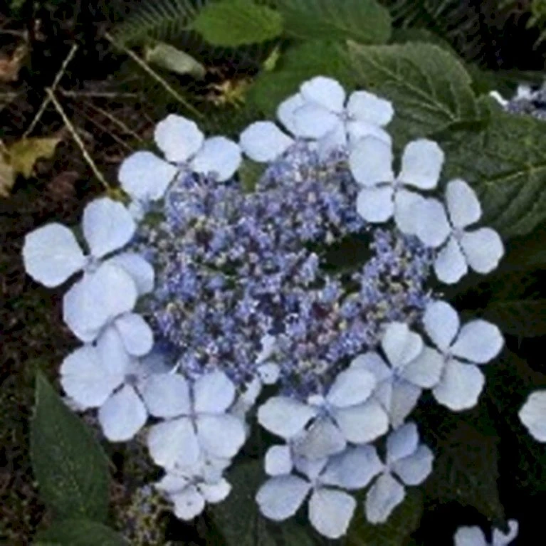 Japansk Hortensia 'Bluebird' Hydrangea Serrata 'Bluebird' 3,5 Liter Potte 3 Japansk Hortensia 'Bluebird' Hydrangea Serrata 'Bluebird' 3,5 Liter Potte