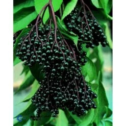 Storfrugtet Hyldebær 'Korsør' Sambucus Nigra 'Korsør' 5 Liter Potte