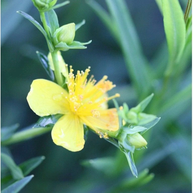 Perikon 'Gemo' Hypericum Erectum 'Gemo' 3,5 Liter Potte, Nordic 3 Perikon 'Gemo' Hypericum Erectum 'Gemo' 3,5 Liter Potte, Nordic