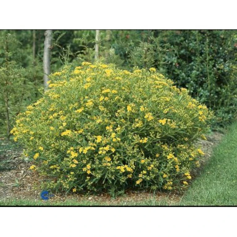 Perikon 'Gemo' Hypericum Erectum 'Gemo' 3,5 Liter Potte, Nordic 4 Perikon 'Gemo' Hypericum Erectum 'Gemo' 3,5 Liter Potte, Nordic - Billede 2