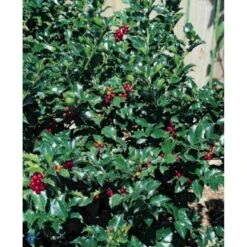 Kristtorn 'Blue Maid' Ilex Meserveae 'Blue Maid' Opstammet 50 Cm. 7,5 Liter Potte