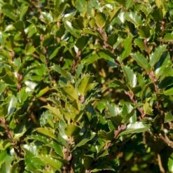 Kristtorn 'Blue Prince' Ilex Meserveae 'Blue Prince' Med Klump,- 125-150 Cm.