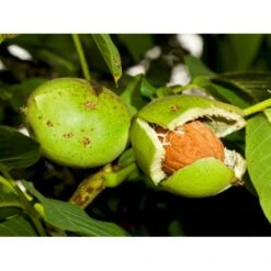 Almindelig Valnød Juglans Regia Heister 200-250 Cm. Med Potte -Osmo Salgsbutik p1165 8159 juglans regia 144b