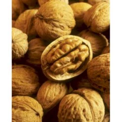 Almindelig Valnød Juglans Regia Heister 200-250 Cm. Med Potte -Osmo Salgsbutik p1165 8160 juglans regia 734d