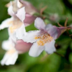 Dronningebusk Kolkwitzia Amabilis 5 Liter Potte -Osmo Salgsbutik p1200 47371 kolkwitzia amabilis f83a