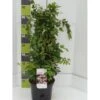 Dronningebusk 'Pink Cloud' Kolkwitzia Amabilis 'Pink Cloud' Potte 7,5 Liter 80-100 Cm. -Osmo Salgsbutik p1201 49211 kolkwitzia amabilis pink cloud ebff