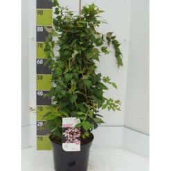 Dronningebusk 'Pink Cloud' Kolkwitzia Amabilis 'Pink Cloud' Potte 7,5 Liter 80-100 Cm.