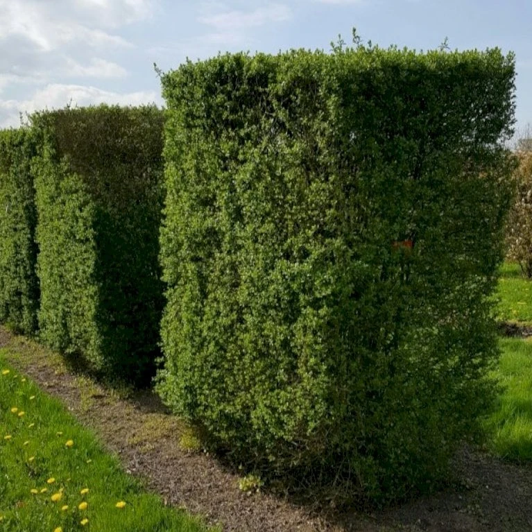 Storbladet Liguster Ligustrum Ovalifolium Med Klump,- 175-200 Cm. 3 Storbladet Liguster Ligustrum Ovalifolium Med Klump,- 175-200 Cm.