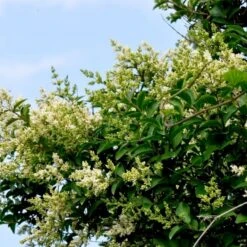 Storbladet Liguster Ligustrum Ovalifolium Med Klump,- 150-175 Cm. 7 Storbladet Liguster Ligustrum Ovalifolium Med Klump,- 150-175 Cm. -Osmo Salgsbutik p1233 54071 ligustrum ovalifolium 5dee