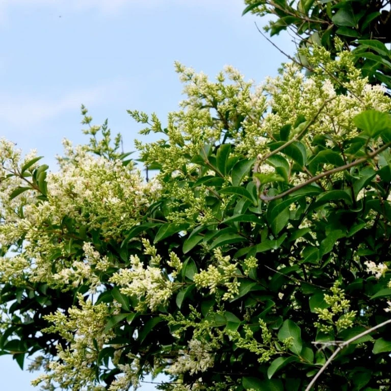 Storbladet Liguster Ligustrum Ovalifolium Med Klump,- 150-175 Cm. 4 Storbladet Liguster Ligustrum Ovalifolium Med Klump,- 150-175 Cm. - Billede 3