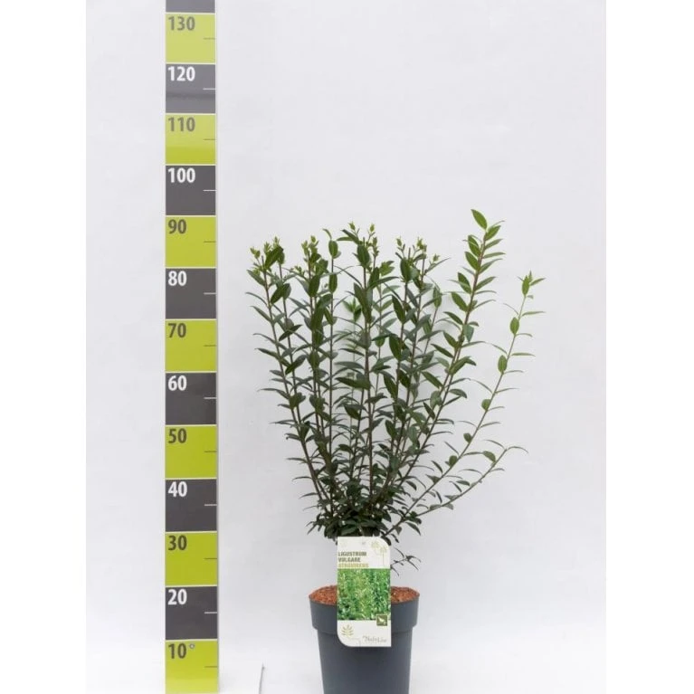 Liguster 'Atrovirens Select' Ligustrum Vulgare 'Atrovirens Select' Potte 4,0 Liter,- 50-60 Cm. 3 Liguster 'Atrovirens Select' Ligustrum Vulgare 'Atrovirens Select' Potte 4,0 Liter,- 50-60 Cm.