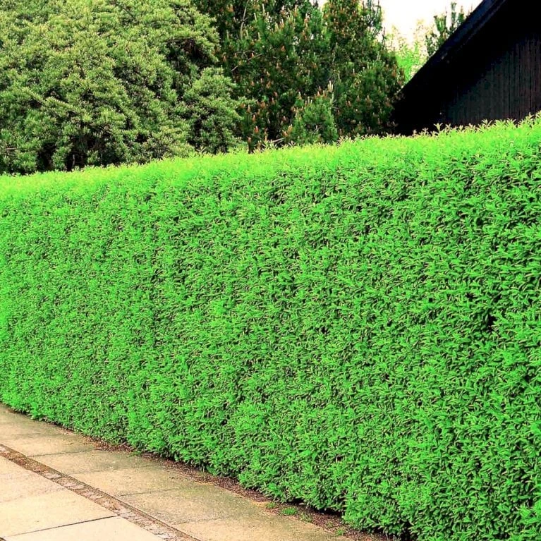 Liguster 'Atrovirens Select' Ligustrum Vulgare 'Atrovirens Select' Potte 4,0 Liter,- 50-60 Cm. 5 Liguster 'Atrovirens Select' Ligustrum Vulgare 'Atrovirens Select' Potte 4,0 Liter,- 50-60 Cm. - Billede 3