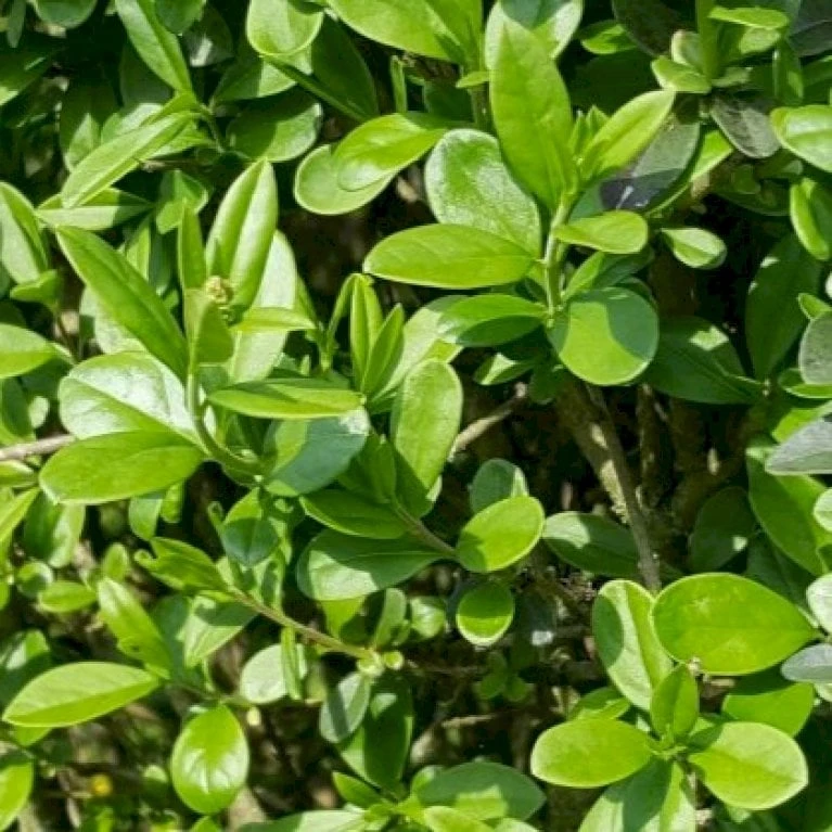 Liguster 'Atrovirens Select' Ligustrum Vulgare 'Atrovirens Select' Potte 4,0 Liter,- 50-60 Cm. 6 Liguster 'Atrovirens Select' Ligustrum Vulgare 'Atrovirens Select' Potte 4,0 Liter,- 50-60 Cm. - Billede 4