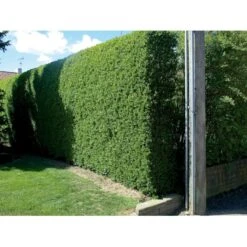 Liguster / Ligusterhæk 'Liga' Ligustrum Vulgare 'Liga' Potte 7,5 Liter 80-100 Cm -Osmo Salgsbutik p1238 30687 ligustrum vulgare liga 813a 1