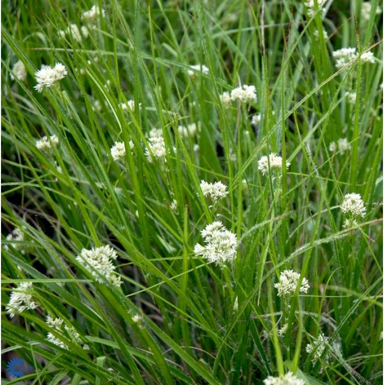 Snefrytle Luzula Nivea Plugs I Bakke 4 Snefrytle Luzula Nivea Plugs I Bakke - Billede 2