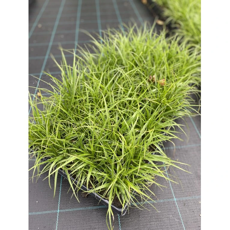 Snefrytle Luzula Nivea Plugs I Bakke 3 Snefrytle Luzula Nivea Plugs I Bakke