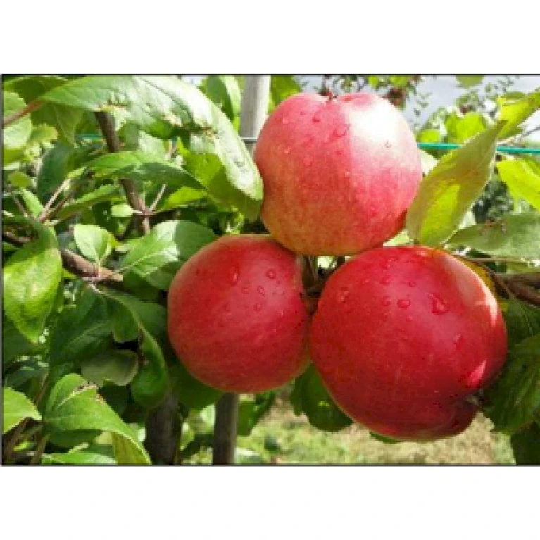 Æble 'Collina' Malus X 'Collina' 4-8 Grene. 120-160 Cm. Potte, (M7) 5 Æble 'Collina' Malus X 'Collina' 4-8 Grene. 120-160 Cm. Potte, (M7) - Billede 3