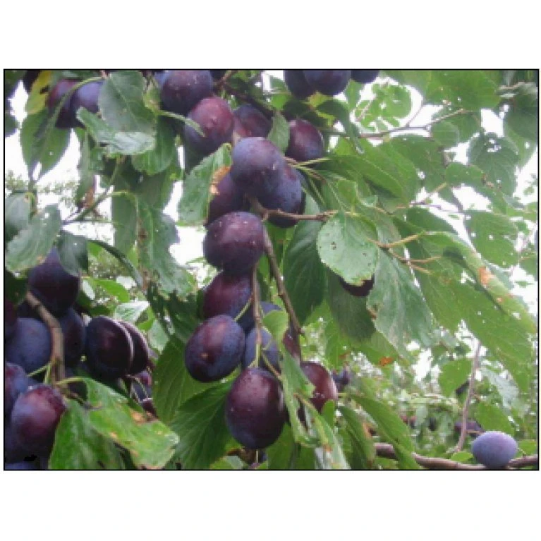 Blomme 'Hanita' Prunus Domestica 'Hanita' 4-8 Grene, 130-170 Cm. 10 Liter Potte. (S.J.A.) 3 Blomme 'Hanita' Prunus Domestica 'Hanita' 4-8 Grene, 130-170 Cm. 10 Liter Potte. (S.J.A.)