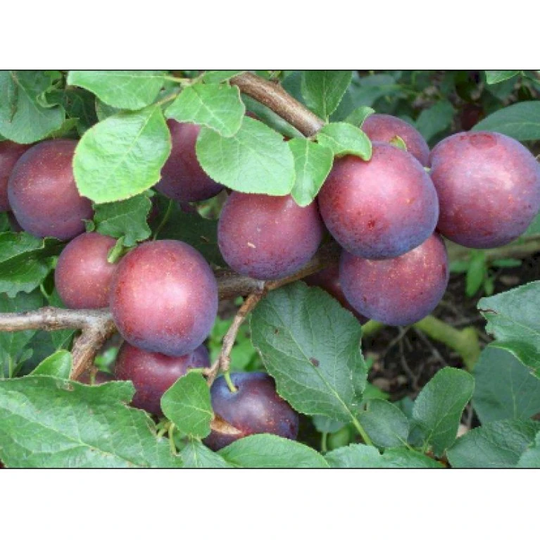 Blomme 'Ive' Prunus Domestica 'Ive' 4-8 Grene, 130-170 Cm. 10 Liter Potte. (S.J.A.) 3 Blomme 'Ive' Prunus Domestica 'Ive' 4-8 Grene, 130-170 Cm. 10 Liter Potte. (S.J.A.)