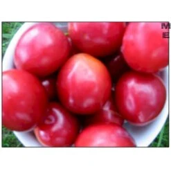 Mirabel 'Komet' Prunus Cerasifera 'Komet' 4-8 Grene, Potte 10 Liter, 140-180 Cm. (P.CER)