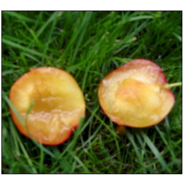 Mirabel 'Komet' Prunus Cerasifera 'Komet' 4-8 Grene, Potte 10 Liter, 140-180 Cm. (P.CER) 4 Mirabel 'Komet' Prunus Cerasifera 'Komet' 4-8 Grene, Potte 10 Liter, 140-180 Cm. (P.CER) - Billede 2