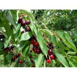 Sød Kirsebær 'Skeena' - Selvbestøvende Prunus X 'Skeena' - Selvbestøvende Dværgtræ, 3-5 Grene, 6,7 Liter Potte, 80-100 Cm. -Osmo Salgsbutik p12847 7547 prunus x skeena selvbestoevende 73fe