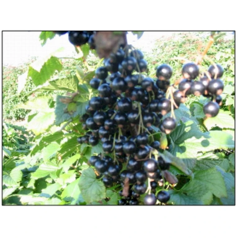 Solbær 'Ben Gairn' Ribes Nigrum 'Ben Gairn' 3,5 Liter Potte 3 Solbær 'Ben Gairn' Ribes Nigrum 'Ben Gairn' 3,5 Liter Potte