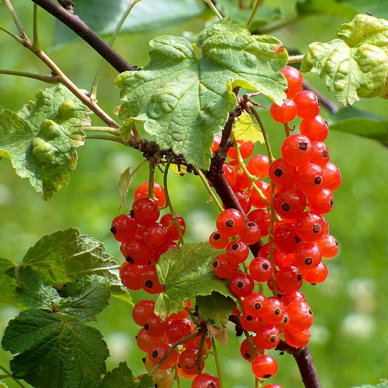 Ribs 'Rovada' Ribes Rubrum 'Rovada' Potte 2,0 Liter,- Opbundet 4 Ribs 'Rovada' Ribes Rubrum 'Rovada' Potte 2,0 Liter,- Opbundet - Billede 2