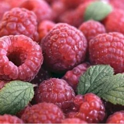 Sommer Hindbær 'Glen Ample'® Rubus Idaeus 'Glen Ample'® Barrods,- 8-10 Mm. Rodhals.