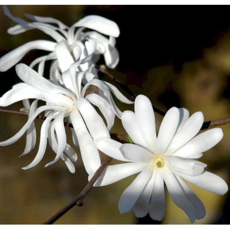 Stjernemagnolie Magnolia Stellata Potte 2,0 Liter,- 40-60 Cm. 5 Stjernemagnolie Magnolia Stellata Potte 2,0 Liter,- 40-60 Cm. - Billede 3