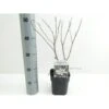 Stjernemagnolie Magnolia Stellata Potte 2,0 Liter,- 40-60 Cm. -Osmo Salgsbutik p1305 42780 magnolia stellata 6ba1