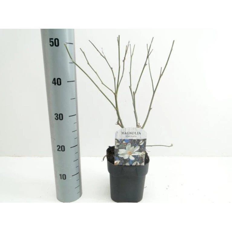 Stjernemagnolie Magnolia Stellata Potte 2,0 Liter,- 40-60 Cm. 3 Stjernemagnolie Magnolia Stellata Potte 2,0 Liter,- 40-60 Cm.