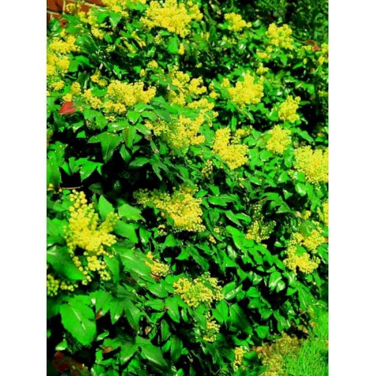 Mahonia Aquifolium 'Maqu' Mahonie 'Maqu' Med Klump,- 50-60 Cm. 3 Mahonia Aquifolium 'Maqu' Mahonie 'Maqu' Med Klump,- 50-60 Cm.