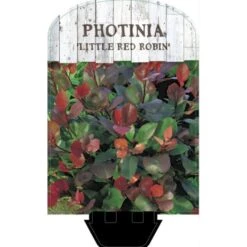 Glansmispel 'Little Red Robin' Photinia Fraseri 'Little Red Robin' Potte 2,0 Liter,- 20-25 Cm. -Osmo Salgsbutik p13157 38461 image ba58