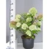Kompakt Syrén-Hortensia 'Little Lime' Hydrangea Paniculata 'Little Lime' 3,5 Liter Potte 2 Kompakt Syrén-Hortensia 'Little Lime' Hydrangea Paniculata 'Little Lime' 3,5 Liter Potte -Osmo Salgsbutik p13378 7779 hydrangea paniculata little lime 8330