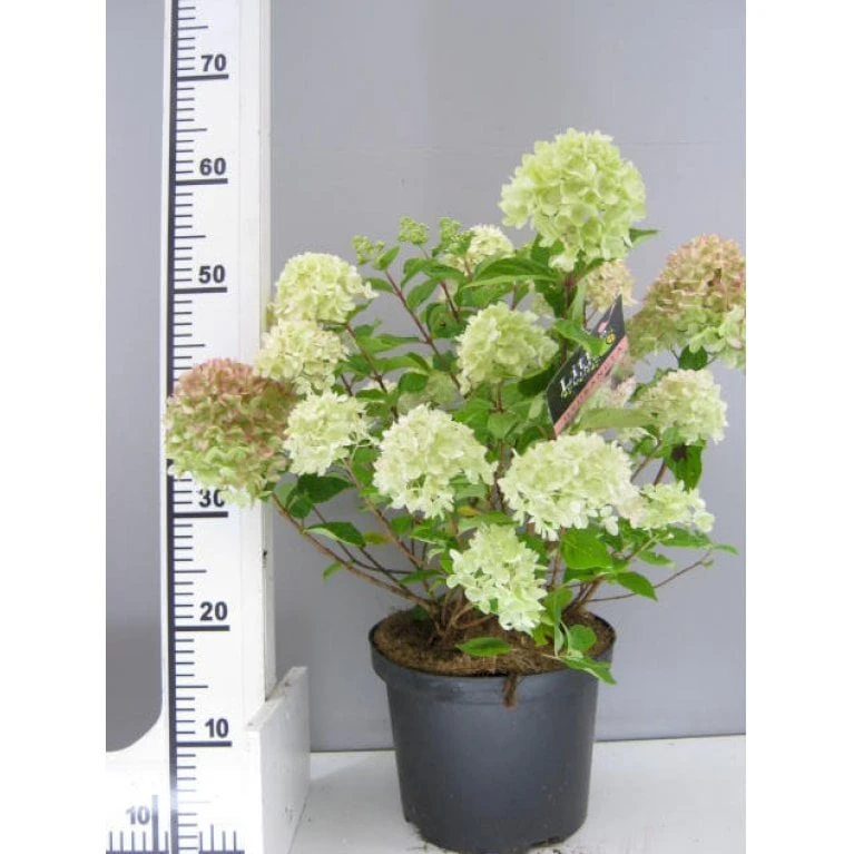 Kompakt Syrén-Hortensia 'Little Lime' Hydrangea Paniculata 'Little Lime' 3,5 Liter Potte 3 Kompakt Syrén-Hortensia 'Little Lime' Hydrangea Paniculata 'Little Lime' 3,5 Liter Potte
