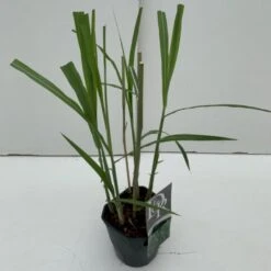 Stor Elefantgræs 'Giganteus' Miscanthus Sinensis 'Giganteus' Potte 2 Liter.