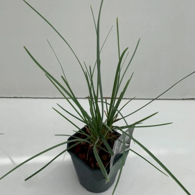 Grå Blåaks Sesleria Nitida Potte 2 Liter. 3 Grå Blåaks Sesleria Nitida Potte 2 Liter.