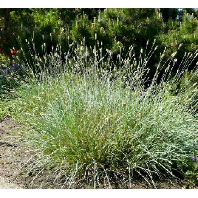 Grå Blåaks Sesleria Nitida Potte 2 Liter. 5 Grå Blåaks Sesleria Nitida Potte 2 Liter. - Billede 3