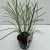Lav Elefantgræs 'Kleine Silberspinne' Miscanthus Sinensis 'Kleine Silberspinne' Potte 2 Liter. -Osmo Salgsbutik p1351 34136 miscanthus sinensis kleine silberspinne 0a0d