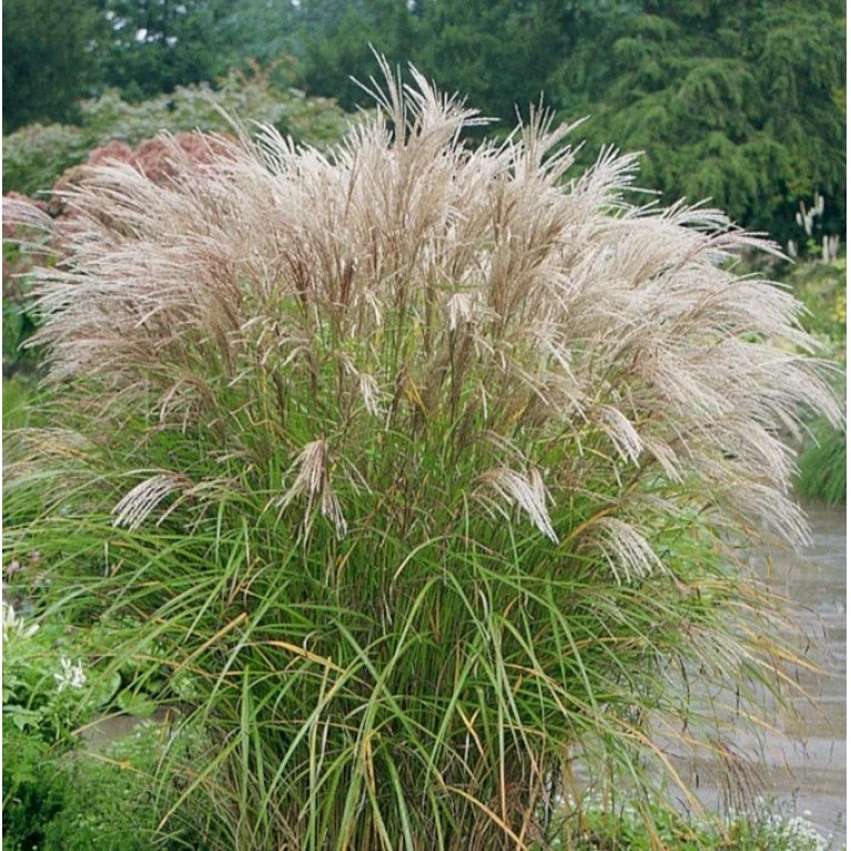 Lav Elefantgræs 'Kleine Silberspinne' Miscanthus Sinensis 'Kleine Silberspinne' Potte 2 Liter. 5 Lav Elefantgræs 'Kleine Silberspinne' Miscanthus Sinensis 'Kleine Silberspinne' Potte 2 Liter. - Billede 3