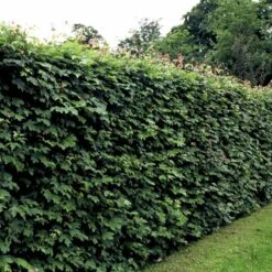 Naur Acer Campestre Solitær Busk 150-200 Cm. Høj,- 60-100 Cm. Bred. 13 Naur Acer Campestre Solitær Busk 150-200 Cm. Høj,- 60-100 Cm. Bred. -Osmo Salgsbutik p13 54048 acer campestre 374c